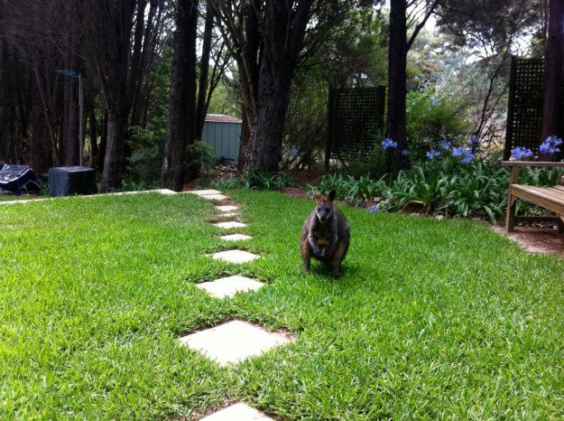 Backyard entertainment.