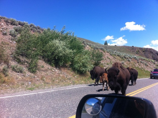 Traffic jam, Yellowstone style.