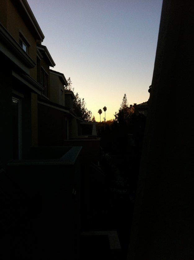 Palm tree nightfall.