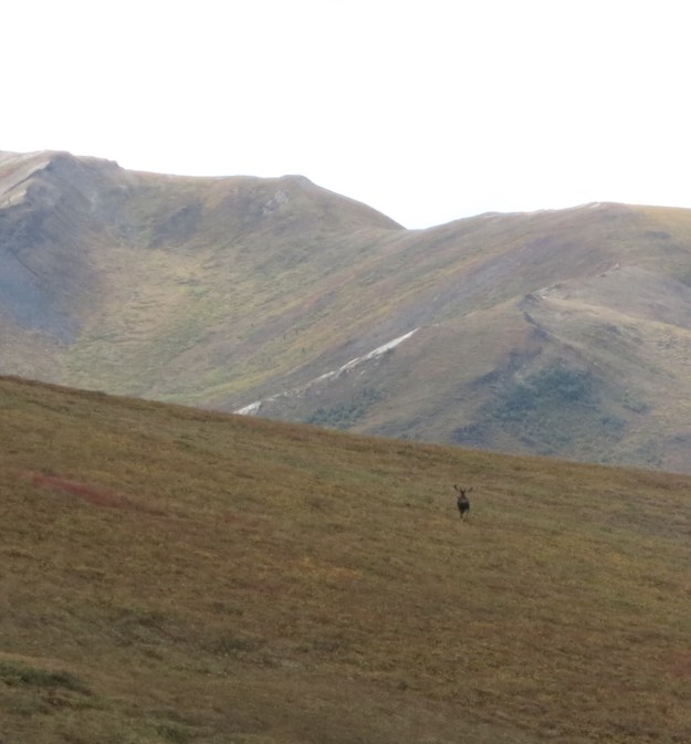 Full grown bull moose at 300 yds.