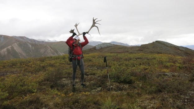 caribou, antlers, caribou shed, gates of the arctic national park